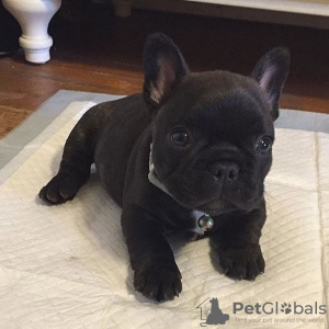 Photo №1. bouledogue - à vendre en ville de Oulu | négocié | Annonce №94434