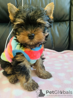 Photo №2 de l'annonce № 103527 de la vente yorkshire terrier - acheter à Allemagne annonce privée