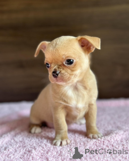 Photo №2. Articles de soins pour animaux de compagnie en Australie. Prix - 275€. Annonce № 147255