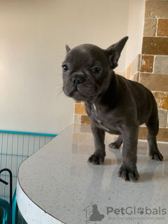 Photo №4. Je vais vendre bouledogue en ville de Hoofddorp. annonce privée, éleveur - prix - 400€