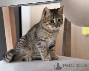 Photo №1.  - à vendre en ville de Moskova | Gratuit | Annonce № 161450