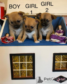 Photo №1. chihuahua - à vendre en ville de Berlin | 350€ | Annonce №116817