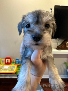 Photo №2 de l'annonce № 77556 de la vente schnauzer miniature - acheter à USA 
