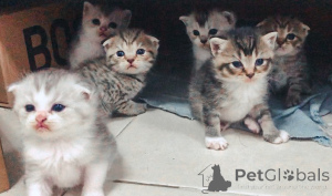 Photo №1. scottish fold - à vendre en ville de Affalterbach | négocié | Annonce № 158809