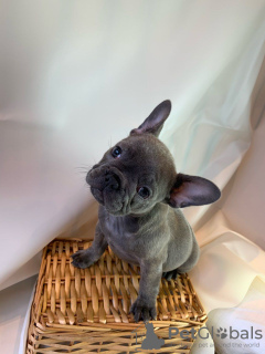 Photo №1. bouledogue - à vendre en ville de Берлинген | négocié | Annonce №115767