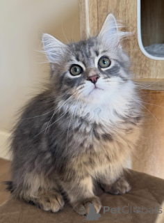 Photo №3. Chat Sibérien à vendre en bonne santé, vacciné et socialisé. Allemagne