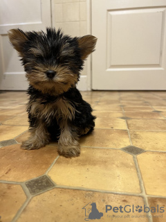 Photo №4. Je vais vendre yorkshire terrier en ville de Aachen. annonce privée - prix - 265€