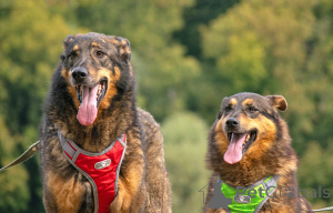 Photo №4. Je vais vendre chien bâtard en ville de Moskova. annonce privée - prix - Gratuit