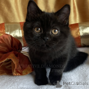 Photo №3. Adorables chatons British shorthair disponibles à la vente, contactez WhatsApp. Allemagne