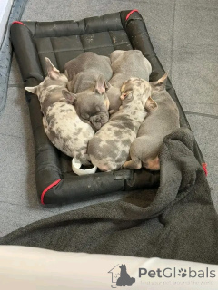 Photo №1. chien bâtard - à vendre en ville de Aizlingen | 700€ | Annonce №159562