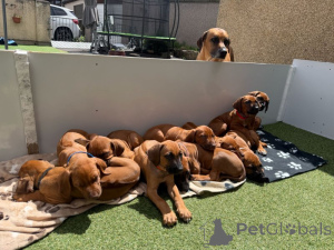 Photo №1. chien de rhodésie à crête dorsale - à vendre en ville de Halmstad | négocié | Annonce №169702