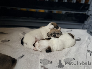 Photo №1. maltipu - à vendre en ville de Arizona City | 339€ | Annonce №163984