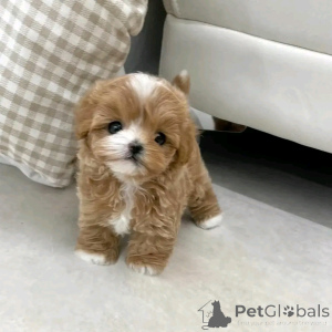 Photo №3. TEACUP-Maltipu Zur Adoption. Allemagne