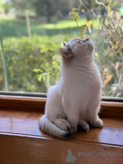 Photo №3. Chatons de pédigree britannique Shorthair. Australie