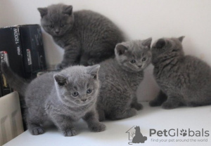 Photos supplémentaires: Chatons bleus British shorthair