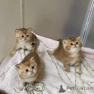 Photo №1. british shorthair - à vendre en ville de Münchberg | 380€ | Annonce № 167261