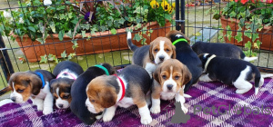 Photo №1. beagle - à vendre en ville de Dubai | 350€ | Annonce №13790