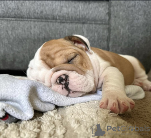 Photo №1. bulldog anglais - à vendre en ville de Reykjavík | négocié | Annonce №123121