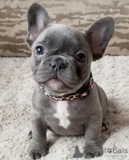 Photo №1. bouledogue - à vendre en ville de Prague | négocié | Annonce №105008