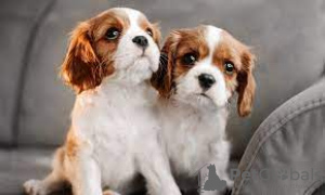 Photo №1. cavalier king charles spaniel - à vendre en ville de Лентварис | 450€ | Annonce №116176