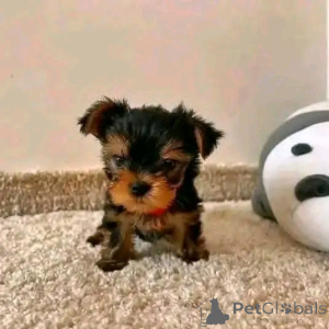Photo №3. TEACUP YORKIE PUPPY POUR L'ADOPTION. USA
