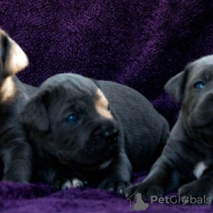 Photo №2 de l'annonce № 7469 de la vente cane corso - acheter à Ukraine annonce privée