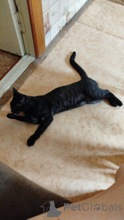 Photo №3. Léopard du Bengale. Fédération de Russie