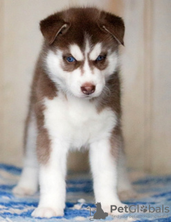 Photos supplémentaires: Chiots husky aux yeux bleus rouges