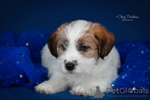 Photo №3. Chiot Jack Russell Terrier. Fédération de Russie
