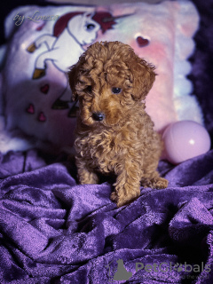 Photos supplémentaires: Chiots caniches jouets