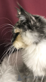 Photo №2 de l'annonce № 156805 de la vente maine coon - acheter à Pays Bas éleveur