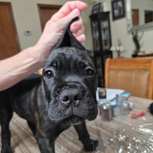 Photo №2 de l'annonce № 158577 de la vente cane corso - acheter à Suisse éleveur