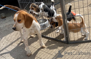 Photo №3. Chiots Beagle. Belgique