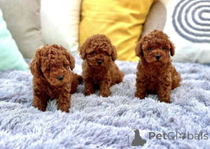 Photo №1. caniche (jouet) - à vendre en ville de Esbjorg | négocié | Annonce №169967