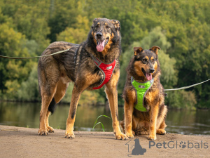 Photo №1. chien bâtard - à vendre en ville de Moskova | Gratuit | Annonce №152308