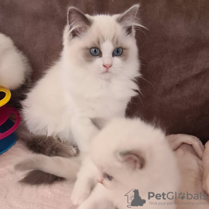 Photos supplémentaires: Chatons Ragdoll enregistrés au Gccf avec pedigree complet