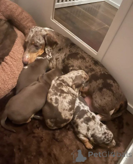 Photo №4. Je vais vendre teckel en ville de Anderu.  - prix - Gratuit