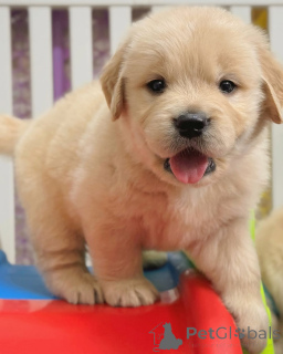 Photo №3. Chiots Golden Retriever.. La finlande