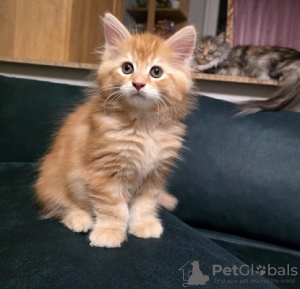 Photo №1. maine coon - à vendre en ville de Birmingham | négocié | Annonce № 122966