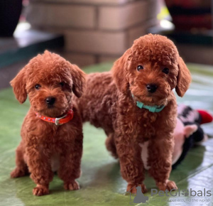 Photo №1. caniche (jouet) - à vendre en ville de Belgrade | négocié | Annonce №116186