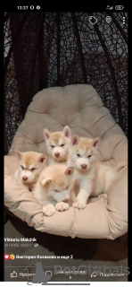 Photo №2 de l'annonce № 8875 de la vente husky de sibérie - acheter à Ukraine annonce privée