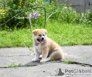 Photos supplémentaires: chiots akita inu