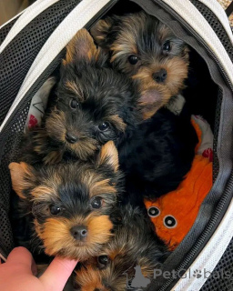 Photo №2 de l'annonce № 162687 de la vente yorkshire terrier - acheter à Pologne éleveur