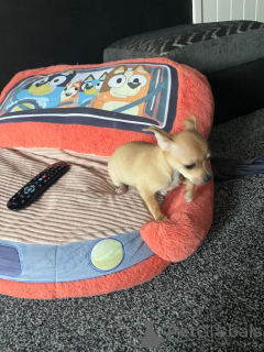 Photo №4. Je vais vendre chien bâtard en ville de Bergen OP Zoom. annonce privée - prix - négocié