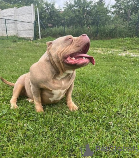 Photo №2 de l'annonce № 119680 de la vente american bully - acheter à Serbie éleveur