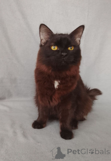 Photo №1.  - à vendre en ville de Rivière moscou | Gratuit | Annonce № 164495