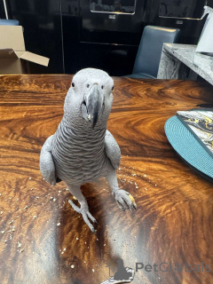 Photo №1.  - à vendre en ville de Berlin | Gratuit | Annonce №162289