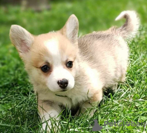 Photos supplémentaires: Chiots Welsh Corgie à vendre