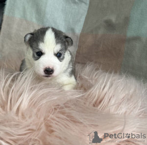 Photo №1. husky de sibérie - à vendre en ville de Secaucus | 237€ | Annonce №108612