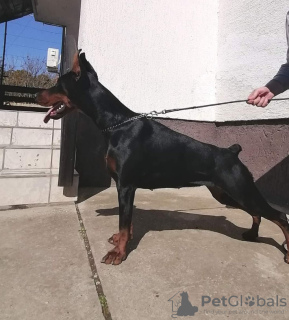 Photos supplémentaires: Meilleurs chiots Dobermann